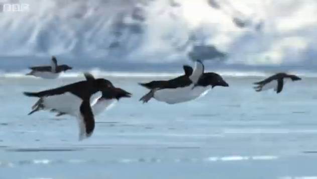 Fliegende Pinguine