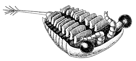 Sarotrocercus