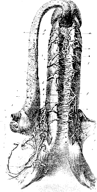 Erigierter Penis