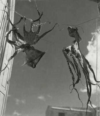 "Kraken Ghosts from the Sea" "Kraken Ghosts from the Sea"