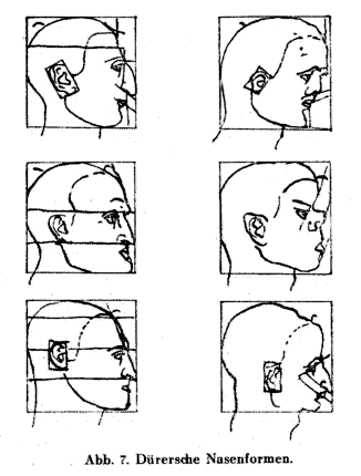 Dürers Nasenformen