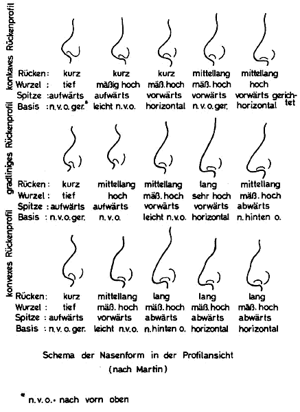 Nasenmorphologie