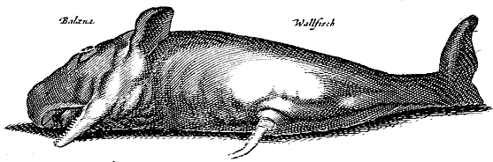 Merians Welt der Tiere