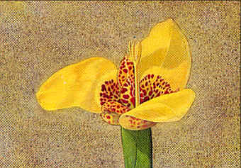 Blume